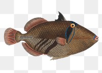 Balstes aculeatus png sticker, fish vintage illustration, transparent background