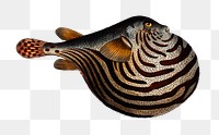 Png fish vintage illustration, transparent background