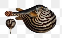Striped Globe  png sticker, fish vintage illustration, transparent background