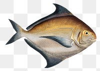 Stromateus Paru png sticker, fish vintage illustration, transparent background