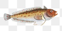 Blennius superciliosus png sticker, fish vintage illustration, transparent background