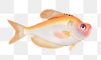 Kyrtus indicus png sticker, fish vintage illustration, transparent background