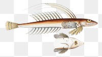 Gemmeous Dragonet png sticker, fish vintage illustration, transparent background