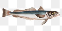 Hake png sticker, fish vintage illustration, transparent background