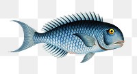 Bleu-Fish png sticker, fish vintage illustration, transparent background