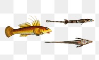 Various fishes png sticker, fish vintage illustration, transparent background