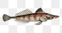 Cottus scaber png sticker, fish vintage illustration, transparent background