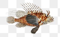 Scorpaena antennata png sticker, fish vintage illustration, transparent background