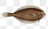 Pleuronectes limandoides png sticker, fish vintage illustration, transparent background