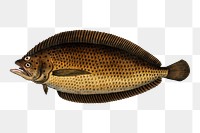 Pleuronectes macrolepidotus png sticker, fish vintage illustration, transparent background