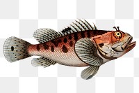 Poisonnet Grooper png sticker, fish vintage illustration, transparent background