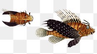 Scorpaena volitans png sticker, fish vintage illustration, transparent background