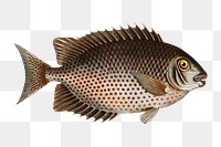 Chaetodon guttatus png sticker, fish vintage illustration, transparent background