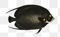 Variegated Angel-fish (Chaetodon Paru) png sticker, fish vintage illustration, transparent background