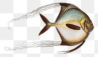 Zeus ciliaris png sticker, fish vintage illustration, transparent background