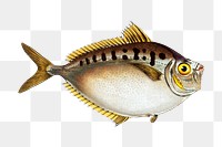 Png fish vintage illustration, transparent background