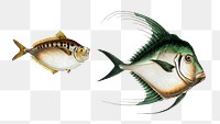 Various fishes png sticker, fish vintage illustration, transparent background