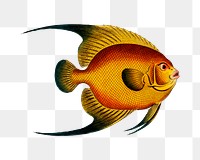 Png fish vintage illustration, transparent background