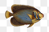 Chaetodon Imperator png sticker, fish vintage illustration, transparent background