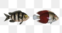 Various fishes png sticker, fish vintage illustration, transparent background