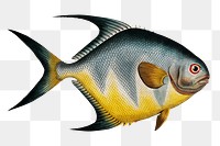 Chaetodon rhomboides png sticker, fish vintage illustration, transparent background