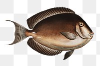 Chaetodon nigricans png sticker, fish vintage illustration, transparent background