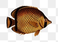 Png fish vintage illustration, transparent background