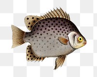 Png fish vintage illustration, transparent background