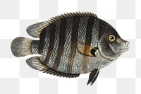 Chaetodon suratensis png sticker, fish vintage illustration, transparent background