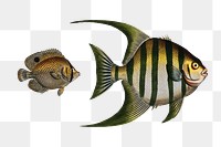 Chaetodon Plümieri and Chaetodon ocellatus png sticker, fish vintage illustration, transparent background