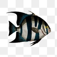 Png fish vintage illustration, transparent background