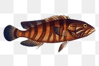 Boenack  png sticker, fish vintage illustration, transparent background