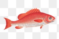 Bodianus Aya png sticker, fish vintage illustration, transparent background
