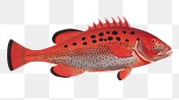Apue png sticker, fish vintage illustration, transparent background