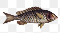 Great-scaled Bodian png sticker, fish vintage illustration, transparent background