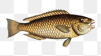 Green Parrot-fish png sticker, fish vintage illustration, transparent background