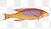 Bodian png sticker, fish vintage illustration, transparent background