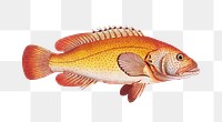 Holocentrus auratus png sticker, fish vintage illustration, transparent background