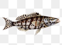 Checkred Holocentre png sticker, fish vintage illustration, transparent background