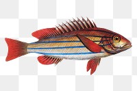 Five-striped Holocentre png sticker, fish vintage illustration, transparent background