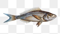 Png fish vintage illustration, transparent background