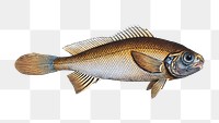 Png fish vintage illustration, transparent background