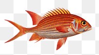 Welshman  png sticker, fish vintage illustration, transparent background