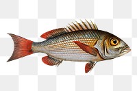 Lutian  png sticker, fish vintage illustration, transparent background