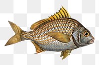 Yellow-fin png sticker, fish vintage illustration, transparent background