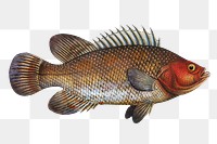 Holocentre of Surinam png sticker, fish vintage illustration, transparent background