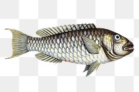 Sparus Abildgaardi png sticker, fish vintage illustration, transparent background