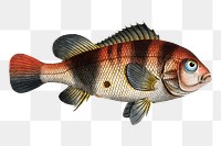 Lutian of Surinam png sticker, fish vintage illustration, transparent background