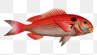Sea-Bream (Sparus Pargus) png sticker, fish vintage illustration, transparent background