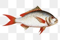 Red-tailed Gilt-head png sticker, fish vintage illustration, transparent background